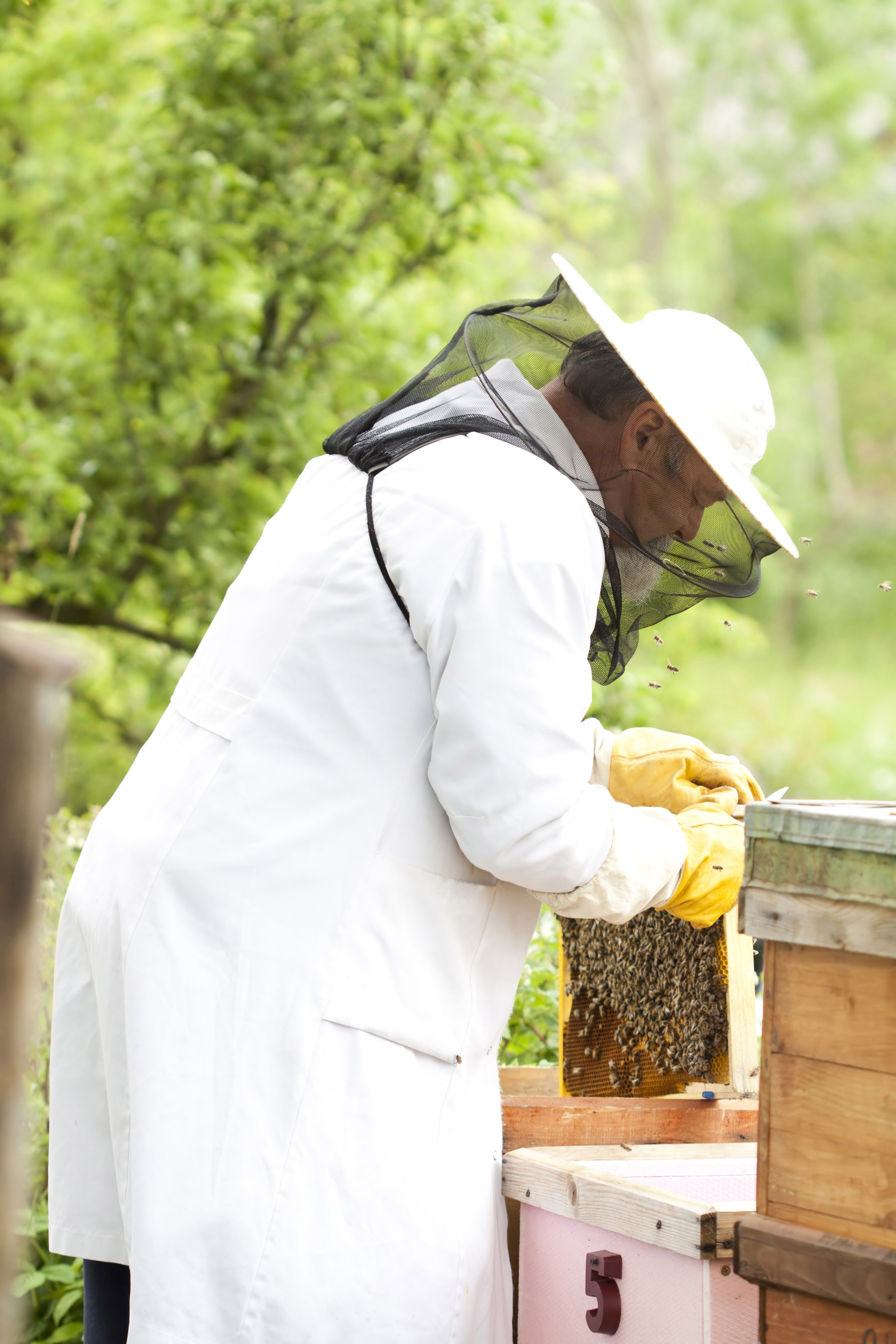 Beekeeper - Bee Healthy Honey Panamá